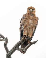 Tawny Eagle (Aquila rapax) taken in South Africa