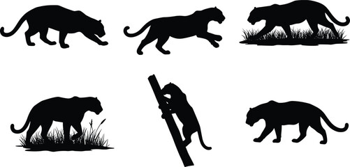 Animal Silhouette Vector Set with Panther Behavior Poses Hunting, Walking, Climbing for Wildlife, Nature, Jungle, Predator Illustration Use