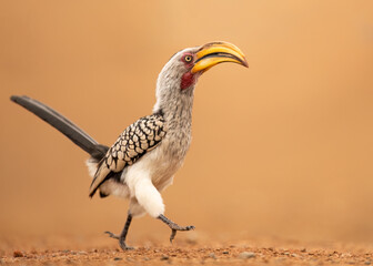 The southern yellow-billed hornbill (Tockus leucomelas) is a hornbill found in southern Africa. Yellow-billed hornbills feed mainly on the ground © Tom