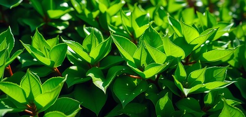 Fototapeta premium Vibrant, glossy emerald leaves glistening in sunlight, wet, growth