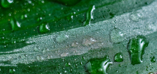 Macro of a fresh green leaf covered with large drops of water, highlighting vibrant texture and cell structure. Bright, saturated green tones dominate, detailed natural texture. Full frame