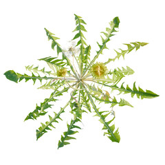Taraxacum Tree plan, top view, cutout, transparent background, isolate, Top down view of a dandelion plant with leaves and flowers isolated