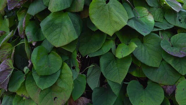 Dense foliage of Pipevine (Aristolochia macrophylla), a climbing plant for vertical gardening and biophilic design.