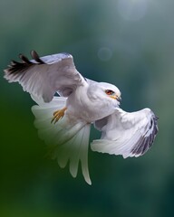 A white Black-shouldered Kite soars through the air with outstretched wings and glowing red eyes. Sharp flight action against a blurry green background.