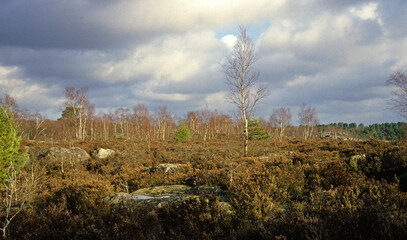 Rocher, For&ecirc;t des Trois Pignons, For&ecirc;t de Fontainebleau, R&eacute;gion Ile De France, Seine Et Marne, 77, France