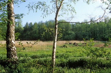 Sentiers de découcerte de la nature de Maincourt, Parc naturel régional de la Haute Vallée de...