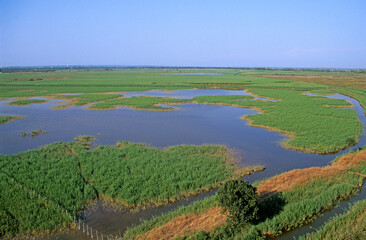 Roseliere, Phragmites australis, Roseau, Etand de Lorre, Camargue, 30, Gard, France