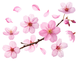 Delicate pink cherry blossoms, petals, and branch.  Soft focus, close-up view of numerous blossoms, and detached petals scattered in the air