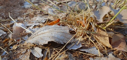 A Dry Autumn Leaf is lying on the Sunlit Ground