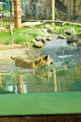 A magnificent Sumatran tiger, a critically endangered species, walking along the edge of a water moat in its zoo enclosure. This powerful big cat is a symbol of wildlife conservation.