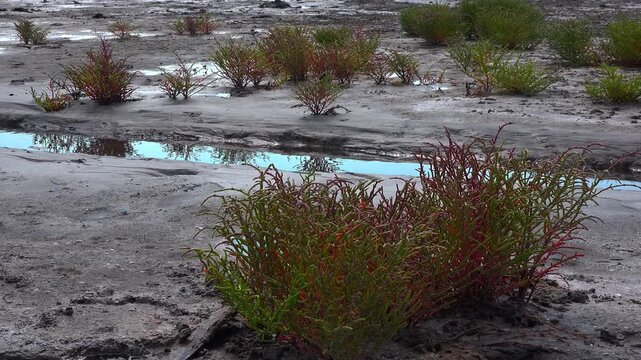 Common glasswort Salicornia europaea, succulent plant grows on salty mud on the shore