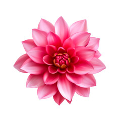 Fototapeta premium Vibrant Pink Water Lily Blooming in Clear Water with Lush Green Leaves