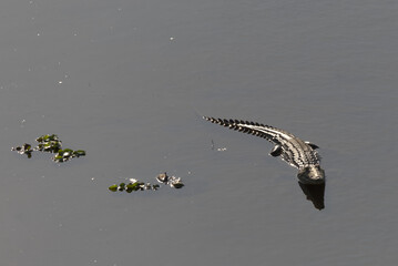 Nile Crocodile (Crocodylus niloticu) in a river. Taken in Kruger National Park, South Africa.