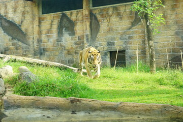 A magnificent Sumatran tiger, a critically endangered species, walking along the edge of a water...