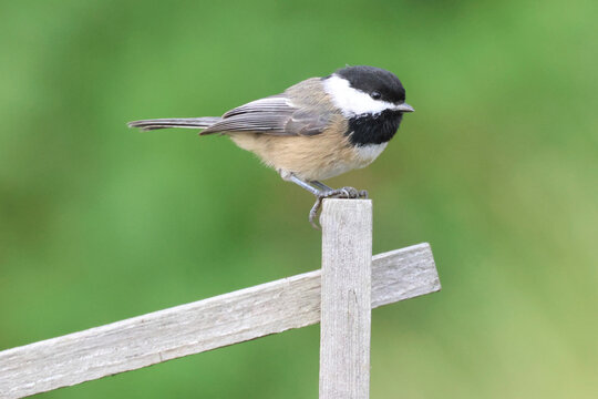 Chickadee perched on a wooden lattice, green background