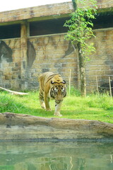 A magnificent Sumatran tiger, a critically endangered species, walking along the edge of a water moat in its zoo enclosure. This powerful big cat is a symbol of wildlife conservation.
