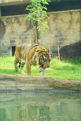 A magnificent Sumatran tiger, a critically endangered species, walking along the edge of a water moat in its zoo enclosure. This powerful big cat is a symbol of wildlife conservation.