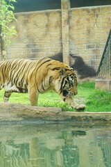 A magnificent Sumatran tiger, a critically endangered species, walking along the edge of a water moat in its zoo enclosure. This powerful big cat is a symbol of wildlife conservation.