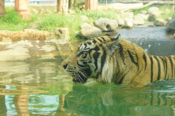 A magnificent Sumatran tiger, a critically endangered species, walking along the edge of a water moat in its zoo enclosure. This powerful big cat is a symbol of wildlife conservation.