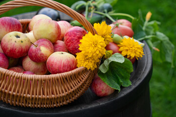 Fruits and vegetables are laid on a wooden board, a harvest festival