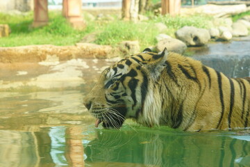 A magnificent Sumatran tiger, a critically endangered species, walking along the edge of a water moat in its zoo enclosure. This powerful big cat is a symbol of wildlife conservation.
