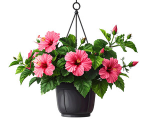 Hanging hibiscus planter, vibrant pink flowers in dark pot