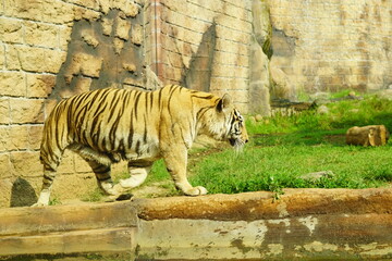 A magnificent Sumatran tiger, a critically endangered species, walking along the edge of a water moat in its zoo enclosure. This powerful big cat is a symbol of wildlife conservation.