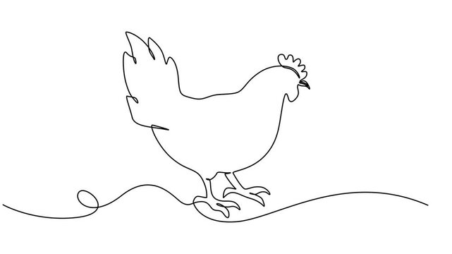 Farm chicken, Self drawing one line animation, Poultry and domestic animal concept, Continuous line art or One Line chicken drawing for vector illustration, farm business. chicken drawing concept.