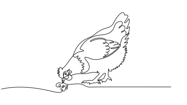 Farm chicken, Self drawing one line animation, Poultry and domestic animal concept, Continuous line art or One Line chicken drawing for vector illustration, farm business. chicken drawing concept.