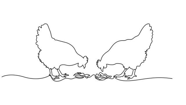 Farm chicken, Self drawing one line animation, Poultry and domestic animal concept, Continuous line art or One Line chicken drawing for vector illustration, farm business. chicken drawing concept.