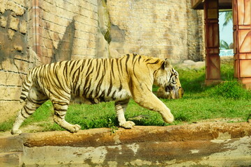 A magnificent Sumatran tiger, a critically endangered species, walking along the edge of a water moat in its zoo enclosure. This powerful big cat is a symbol of wildlife conservation.