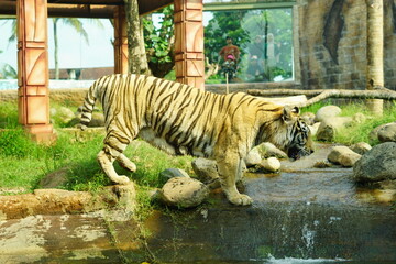 A magnificent Sumatran tiger, a critically endangered species, walking along the edge of a water moat in its zoo enclosure. This powerful big cat is a symbol of wildlife conservation.