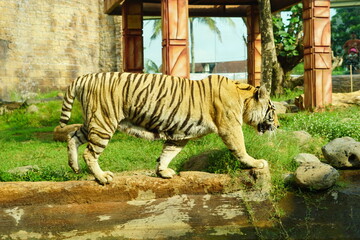 A magnificent Sumatran tiger, a critically endangered species, walking along the edge of a water moat in its zoo enclosure. This powerful big cat is a symbol of wildlife conservation.