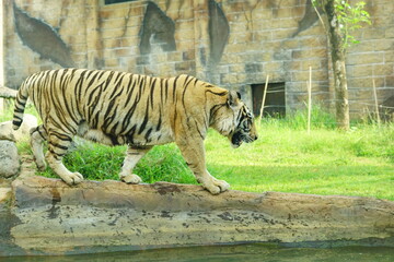A magnificent Sumatran tiger, a critically endangered species, walking along the edge of a water moat in its zoo enclosure. This powerful big cat is a symbol of wildlife conservation.