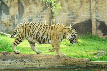 A magnificent Sumatran tiger, a critically endangered species, walking along the edge of a water moat in its zoo enclosure. This powerful big cat is a symbol of wildlife conservation.