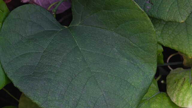 Macro view of the reticulate venation in an Aristolochia macrophylla leaf, abstract green natural texture background with vein pattern