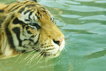A magnificent Sumatran tiger, a critically endangered species, walking along the edge of a water moat in its zoo enclosure. This powerful big cat is a symbol of wildlife conservation.