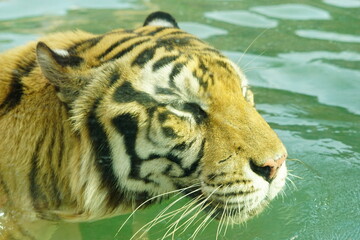 A magnificent Sumatran tiger, a critically endangered species, walking along the edge of a water moat in its zoo enclosure. This powerful big cat is a symbol of wildlife conservation.