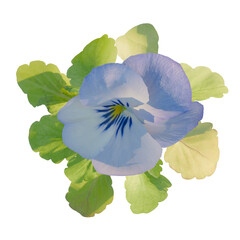 Viola Tree plan, top view, cutout, transparent background, isolate, Delicate blue pansy flower with vibrant green leaves, perfect spring bloom
