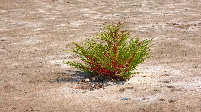 Common glasswort Salicornia europaea, succulent plant grows on salty mud on the shore