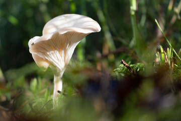 Golden-orange mushrooms grow from a decaying log in a serene forest setting. The textured fungi contrast beautifully against the rough bark, while tall trees in the blurred background add depth..
