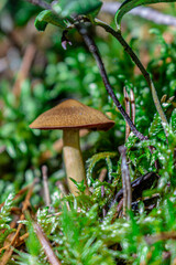 Golden-orange mushrooms grow from a decaying log in a serene forest setting. The textured fungi contrast beautifully against the rough bark, while tall trees in the blurred background add depth..