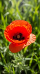 Fototapeta premium Vibrant Red Poppy Flower Blooming in Summer Field with Soft Green Background