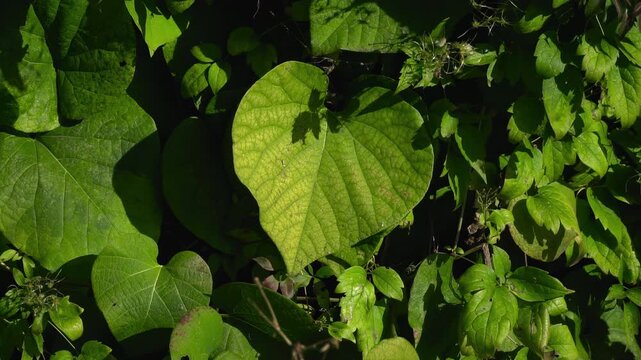 Leaves of Aristolochia macrophylla in a plant community, illustration of interspecific competition
