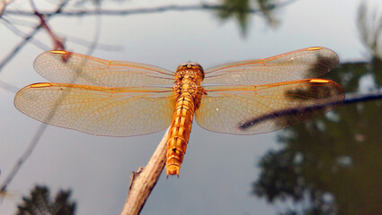 A golden yellow dragonfly perched gracefully on a dry branch.