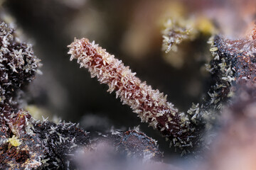 Mimetite-Pyromophite serie on Oxide photography. Specimen from La Rouvière mine, St-Marguerite-Lafigère, France. Micro extreme close-up. microscope mineral crystal photography for Scientific