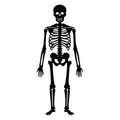 Human skeleton silhouette isolated on transparent background