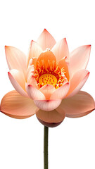 Close-up of a peach-pink lotus flower
