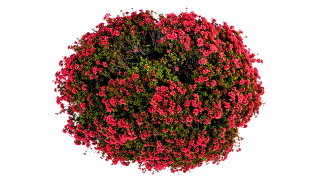 Overhead view of a vibrant, round shrub, densely packed with small, bright red flowers and dark green foliage