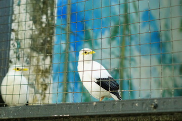A portrait of a Bali Myna (Leucopsar rothschildi), also known as the Bali Starling. This critically endangered bird, endemic to Bali, Indonesia, is perched on a branch, showcasing its beautiful white 